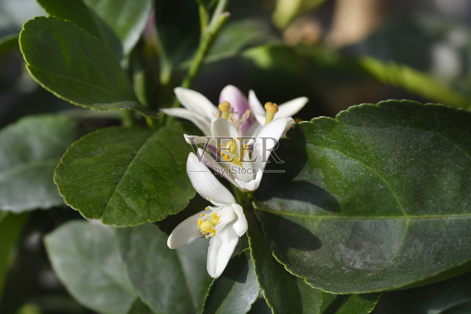 梅耶 lemon照片摄影图片