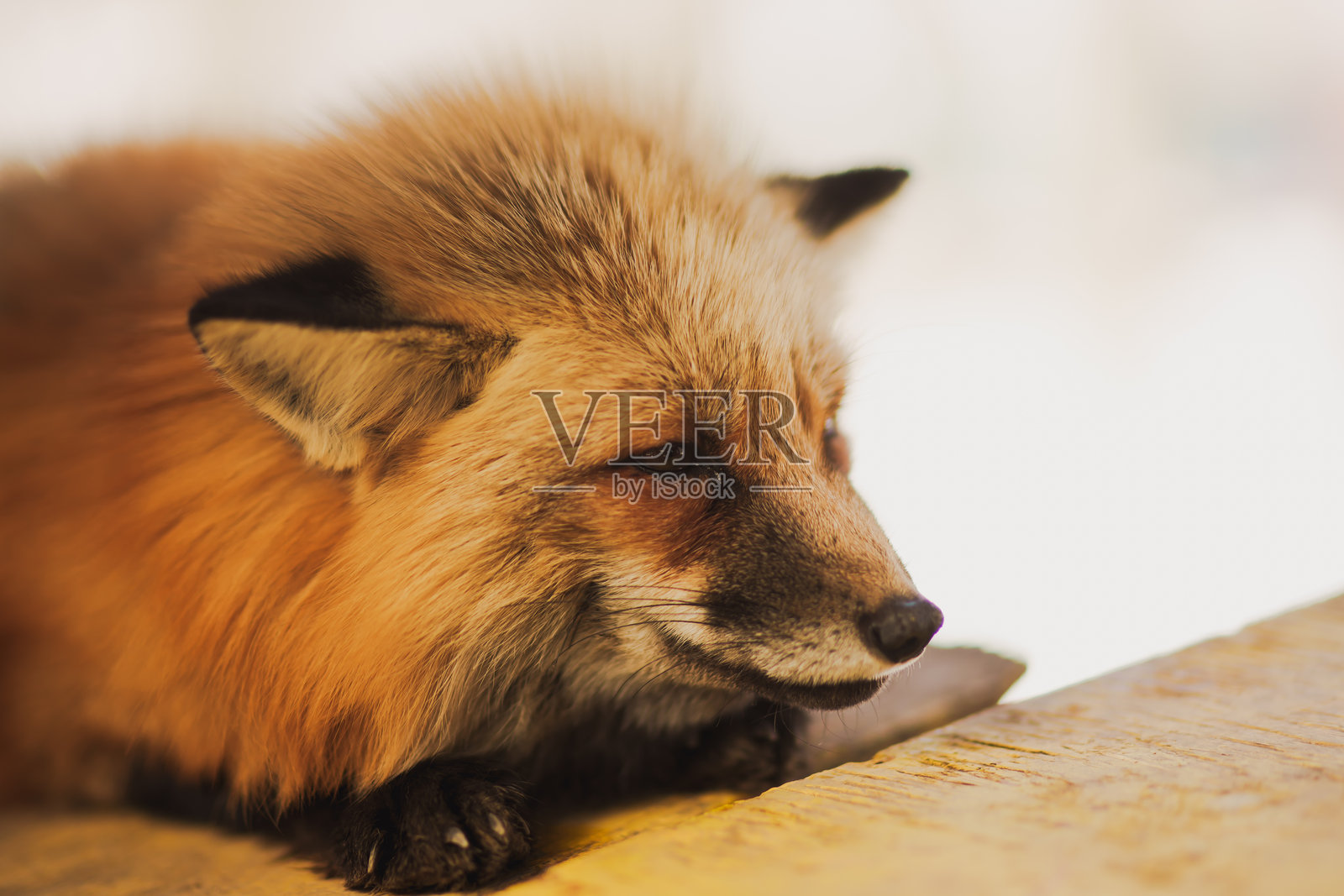 宫城村里有狐狸。照片摄影图片