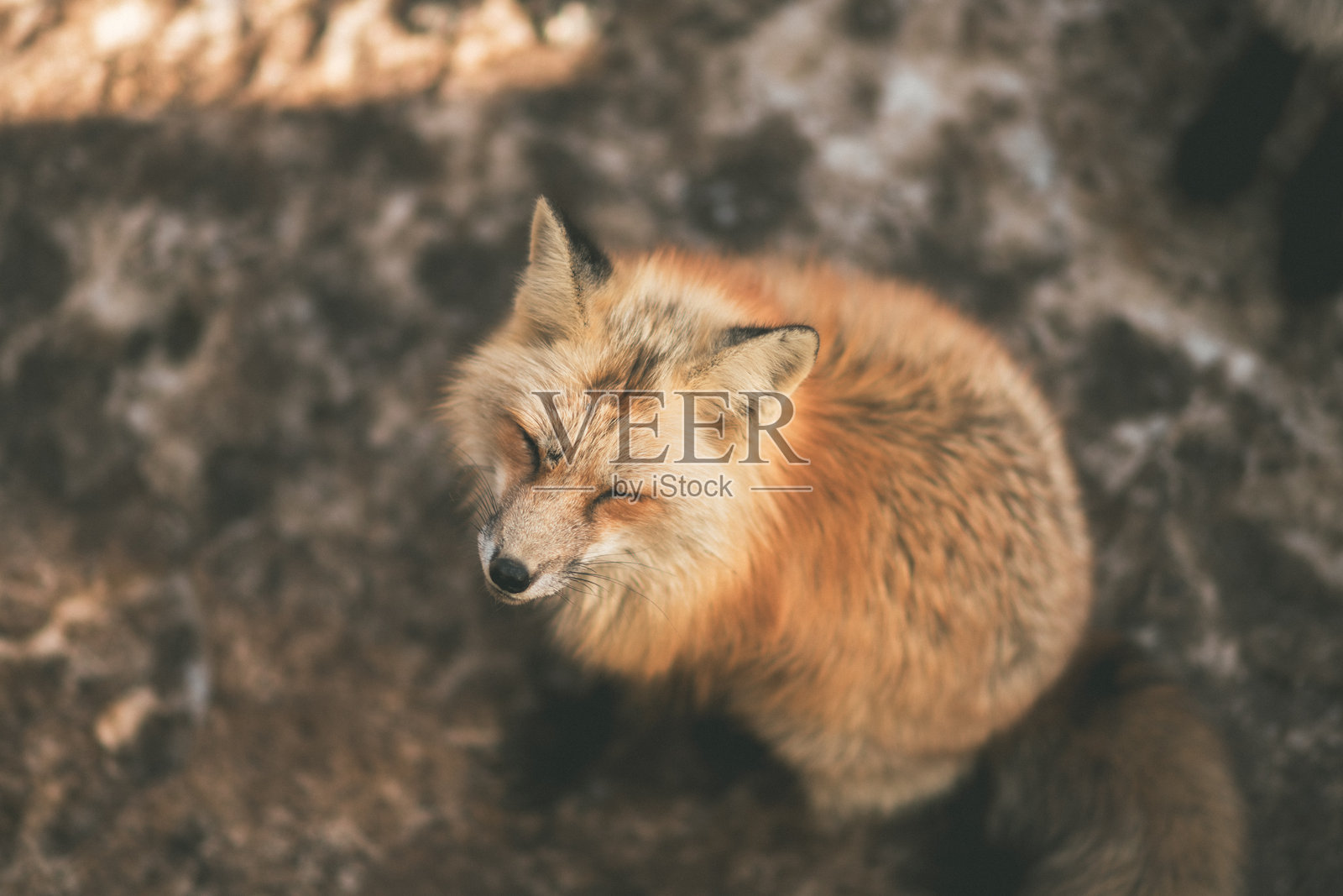 宫城村里有狐狸。照片摄影图片