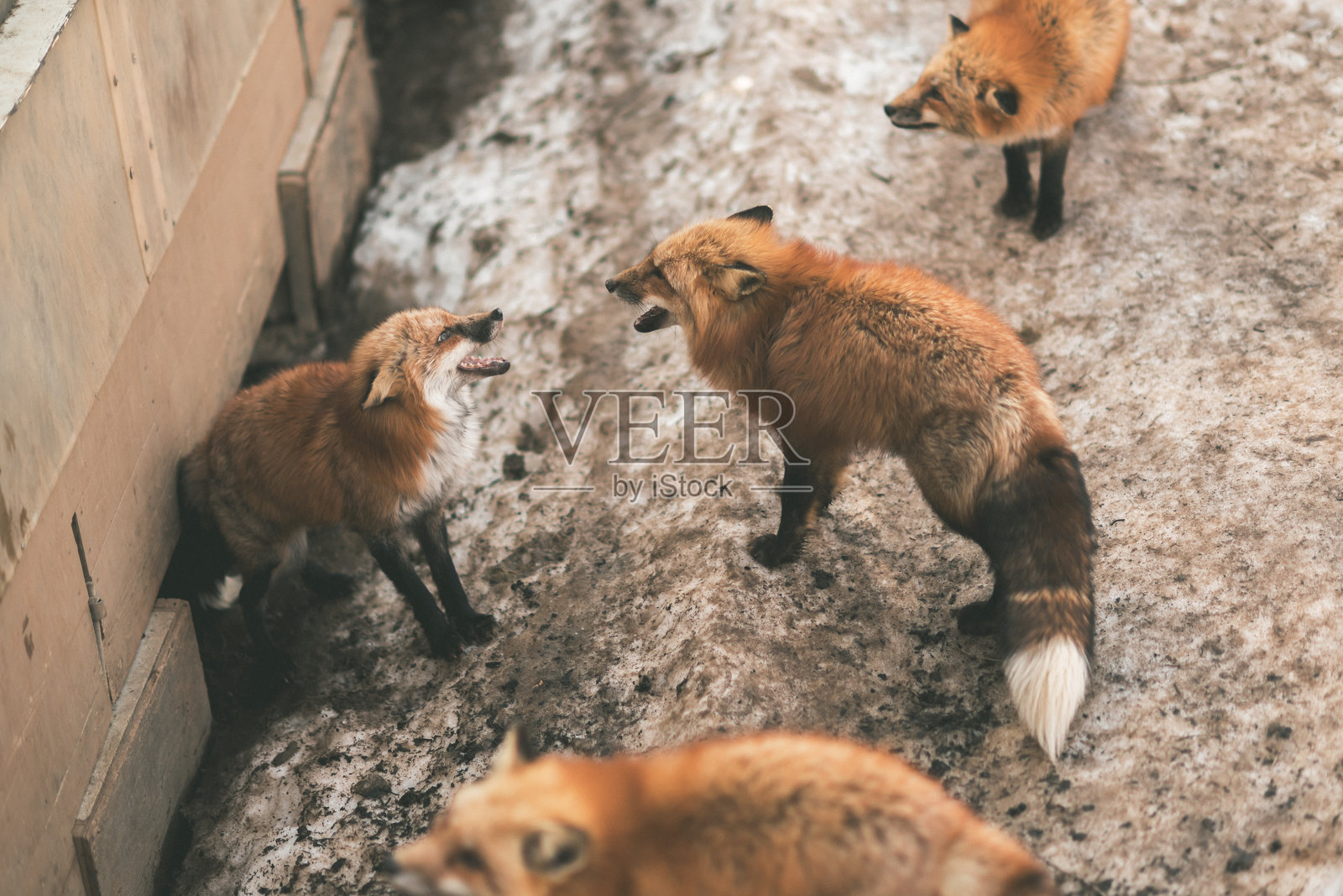 宫城村里有狐狸。照片摄影图片