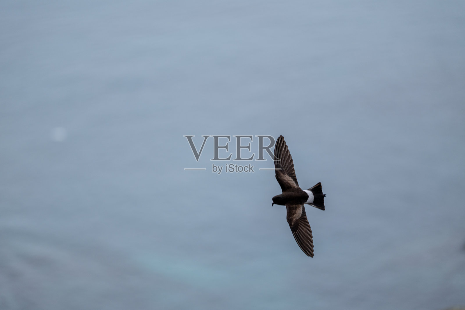 威尔逊暴风鸟（Oceanites oceanicus）在天空中飞翔。南极洲照片摄影图片