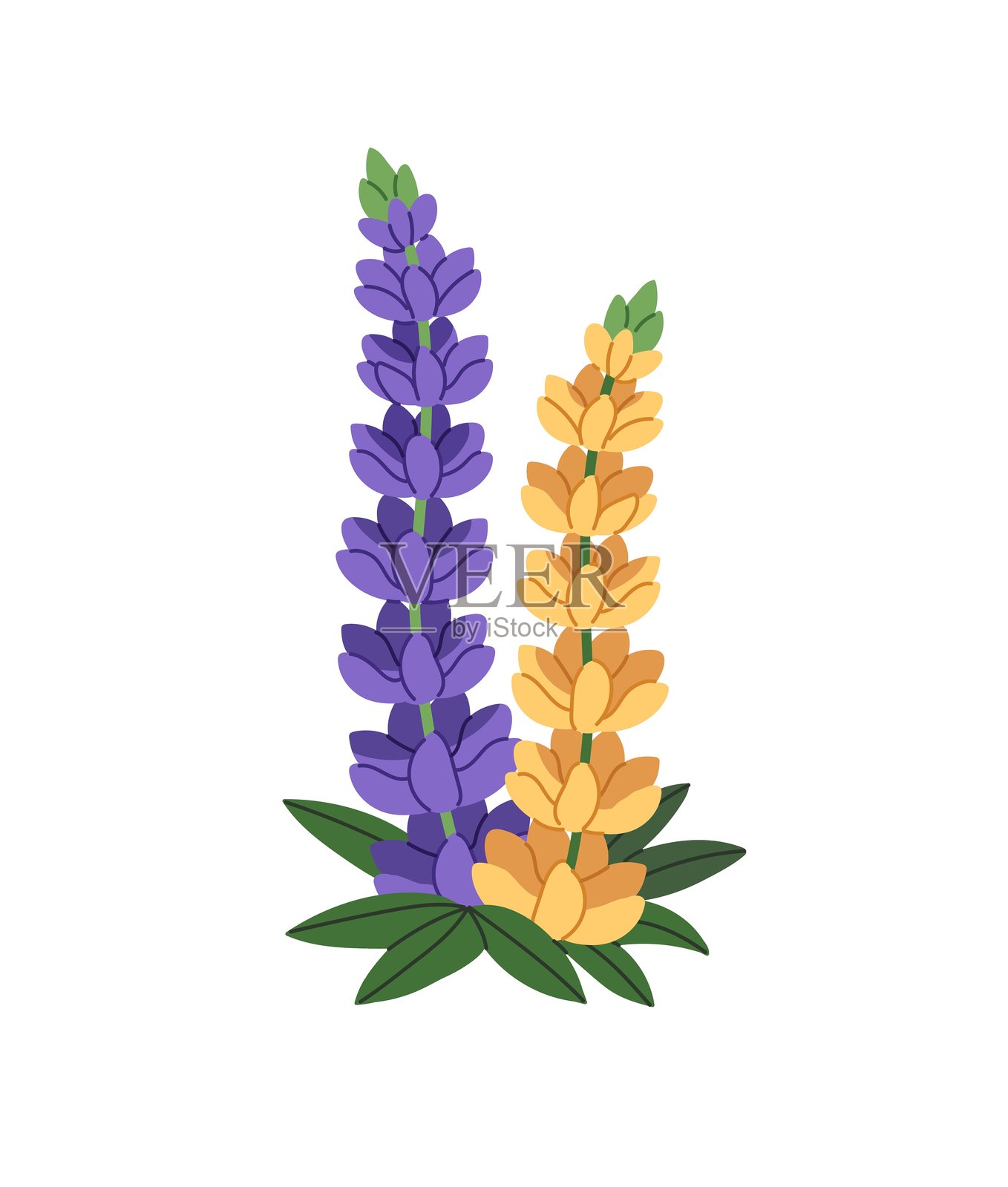 带有紫色和黄色花苞的野花。可爱的羽扇豆花枝。野生田野植物，紫色花瓣。开花的草地植物，自然。白色背景上的平面孤立矢量插图。插画图片素材