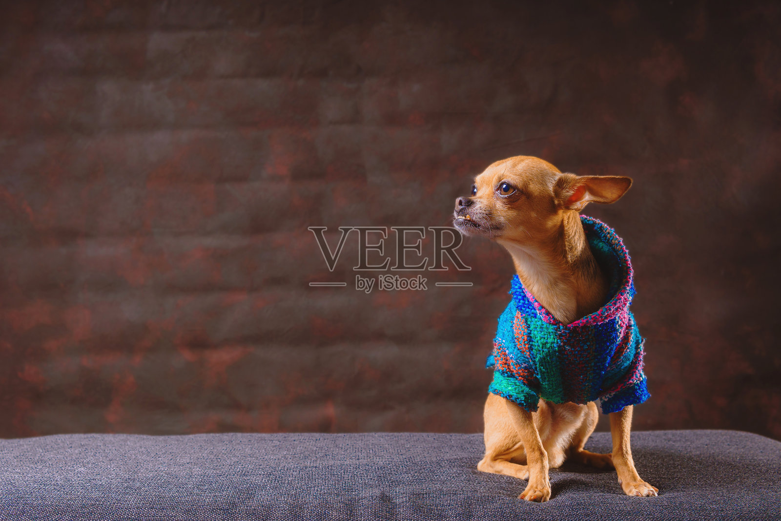 小黄狗吉娃娃为相机摆姿势，色彩丰富的狗狗服装概念，有留白空间可供添加文字。照片摄影图片