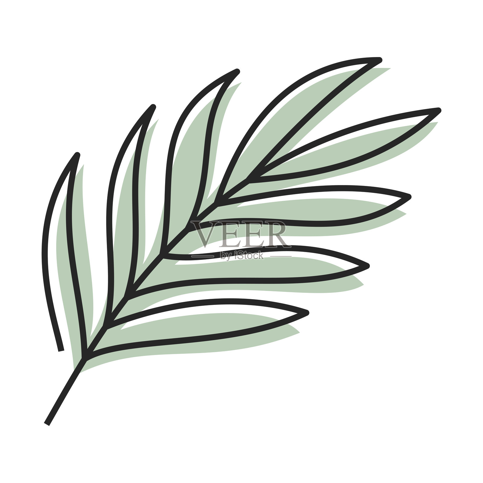 棕榈叶矢量插图插画图片素材