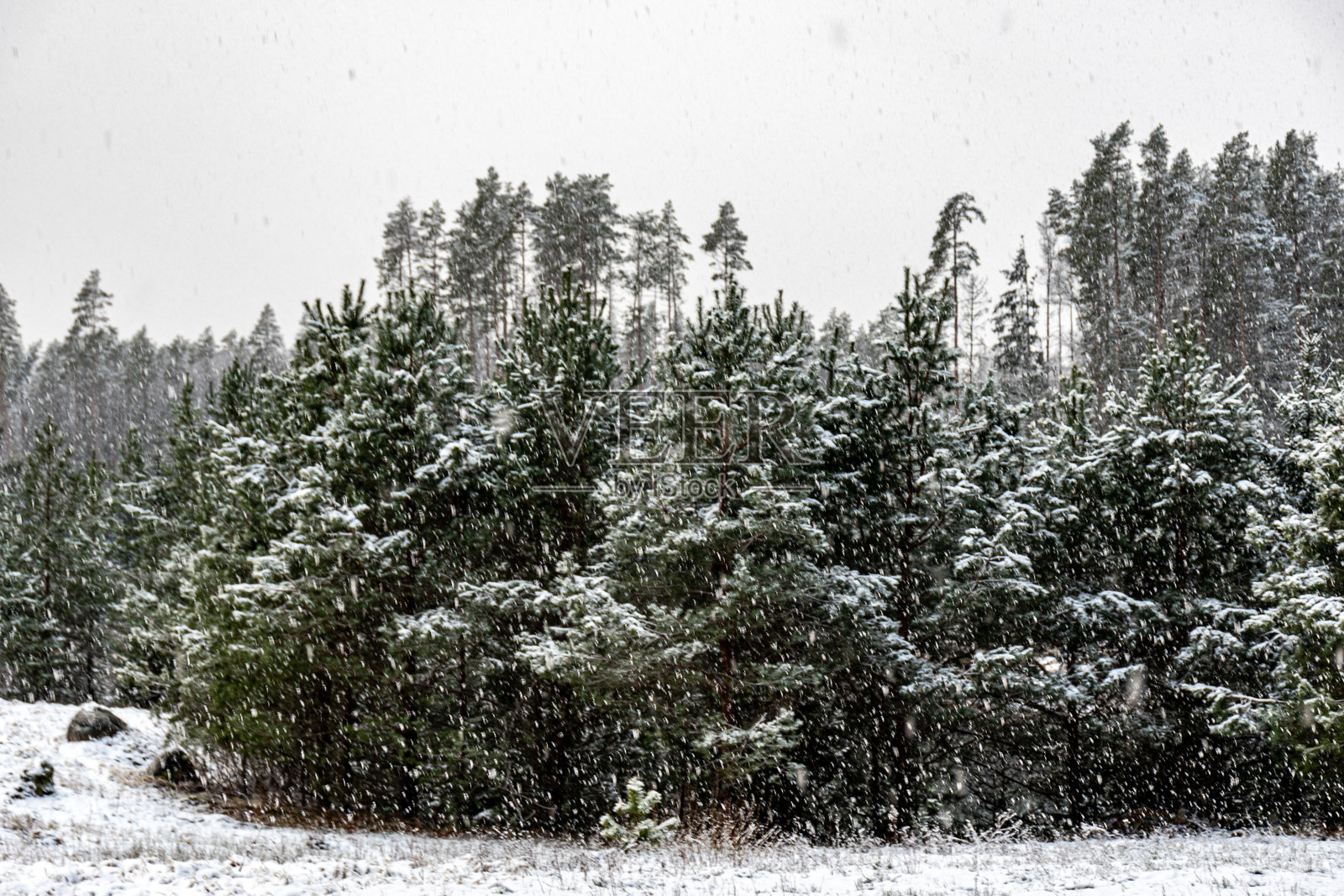 冬季森林风景，神奇的雪覆盖树木，华丽的冬日照片摄影图片