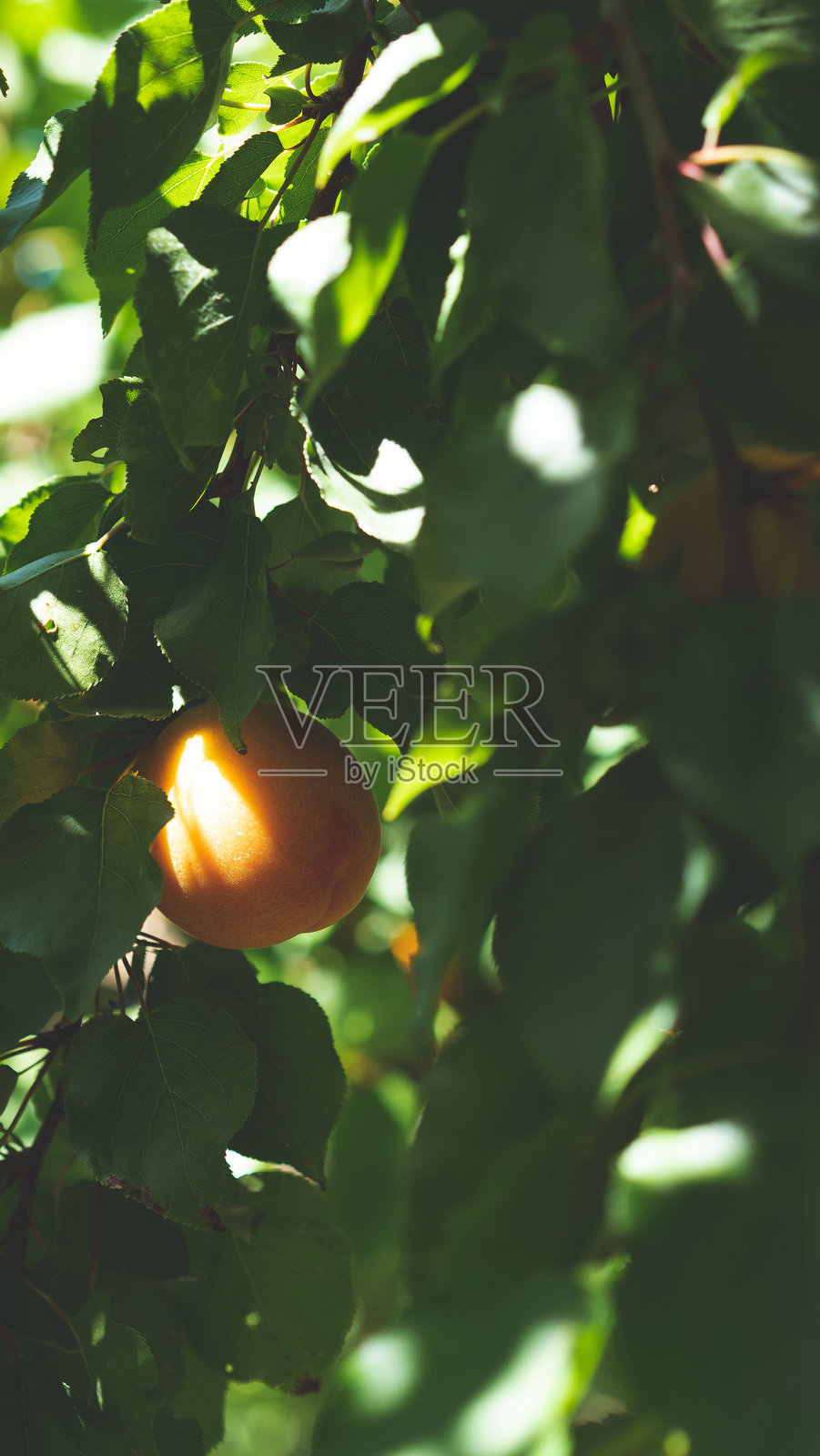 新西兰中奥塔哥果园里的新鲜成熟多汁杏子，夏季水果照片摄影图片