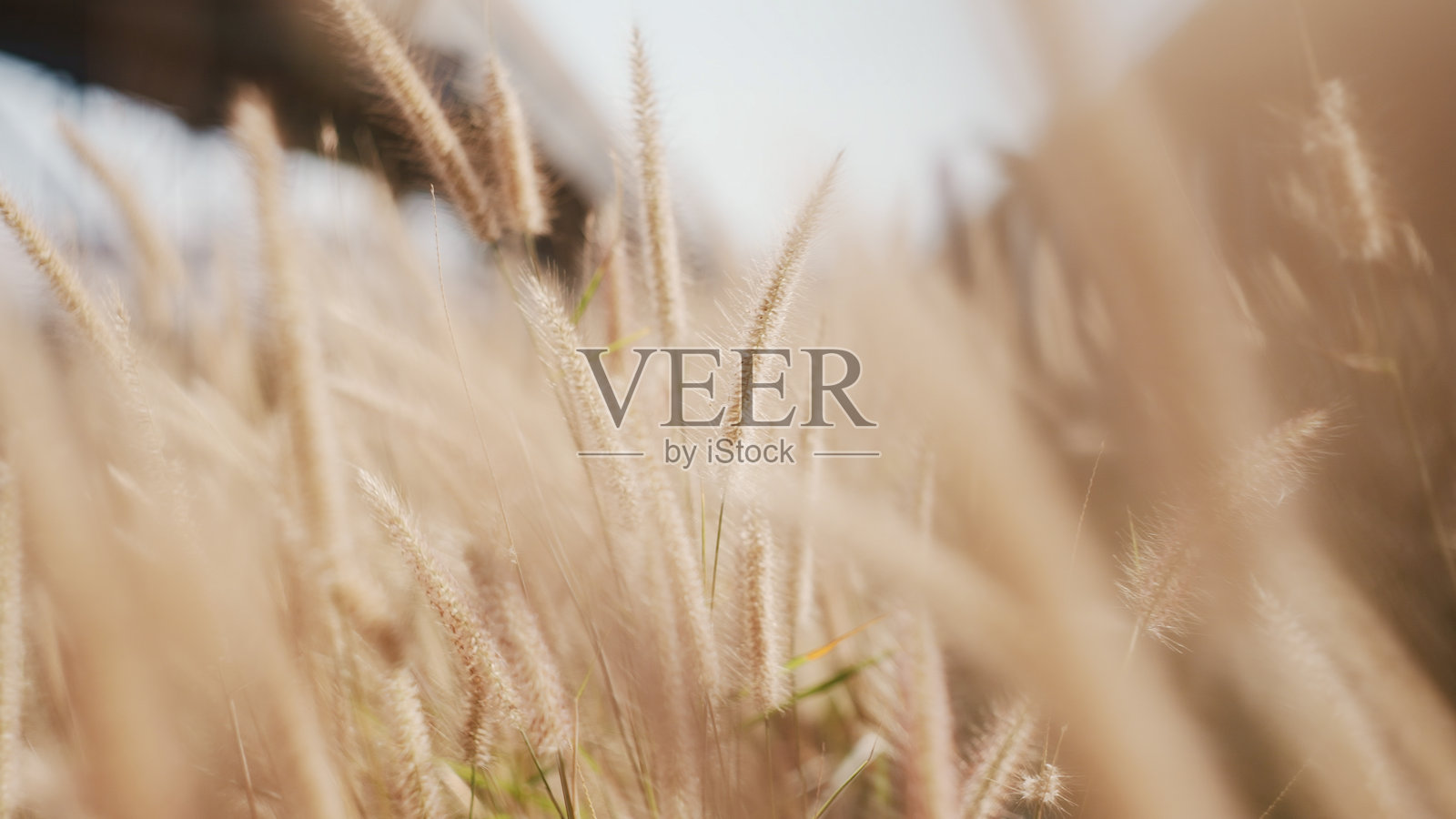 草花田。照片摄影图片