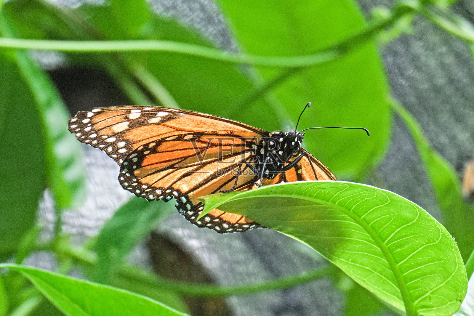 君主蝶照片摄影图片