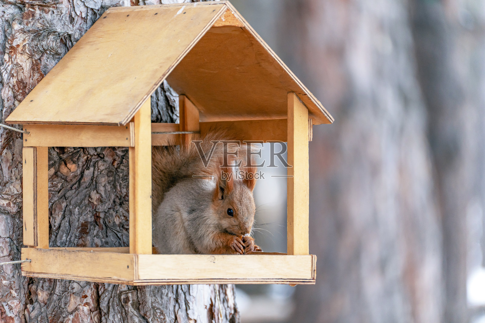 正面视角的红松鼠在喂食器里照片摄影图片