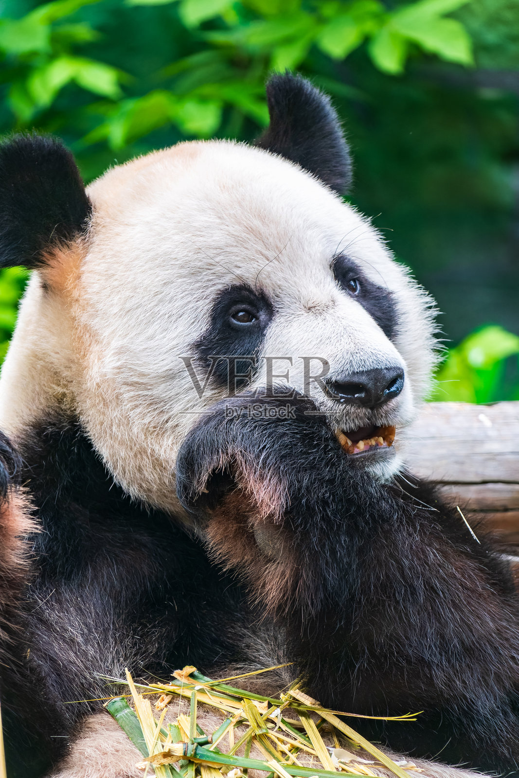 大熊猫坐着吃竹子。照片摄影图片