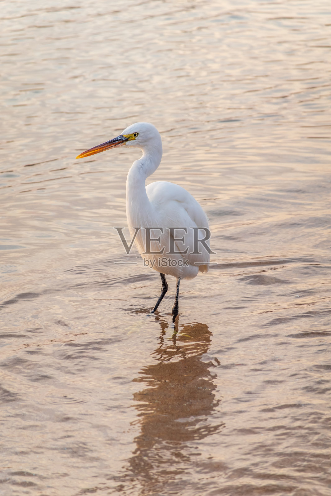 大白鹭（Ardea alba），一种中等大小的白色鹭鸟，在海滩上捕鱼照片摄影图片