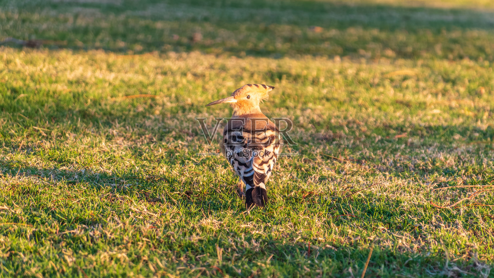 欧亚鹮或普通鹮（Upupa epops）鸟在自然绿色草地上的特写镜头照片摄影图片