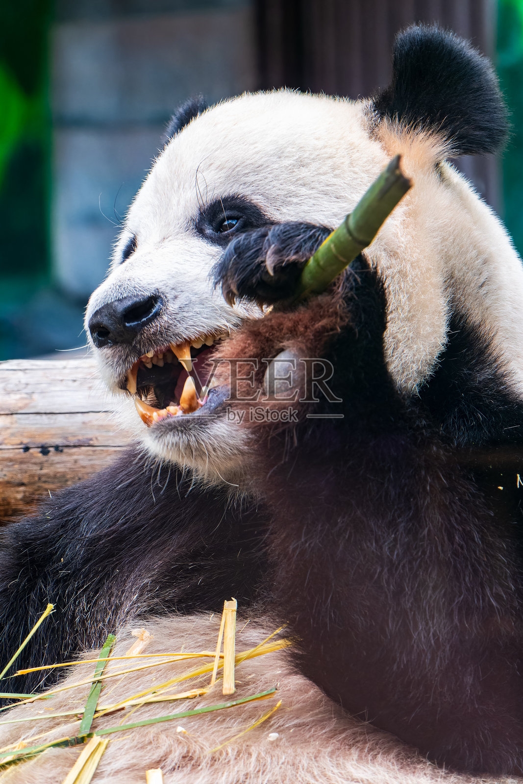 大熊猫坐着吃竹子。照片摄影图片