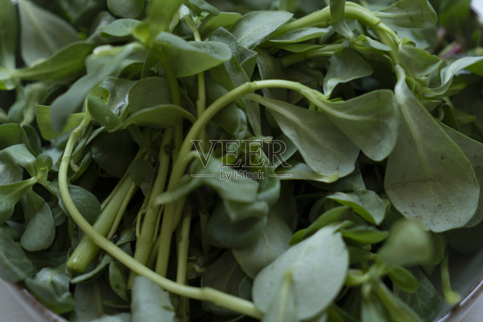 马齿苋。生马齿苋植物的俯视图。马齿苋（Portulaca oleracea）照片摄影图片