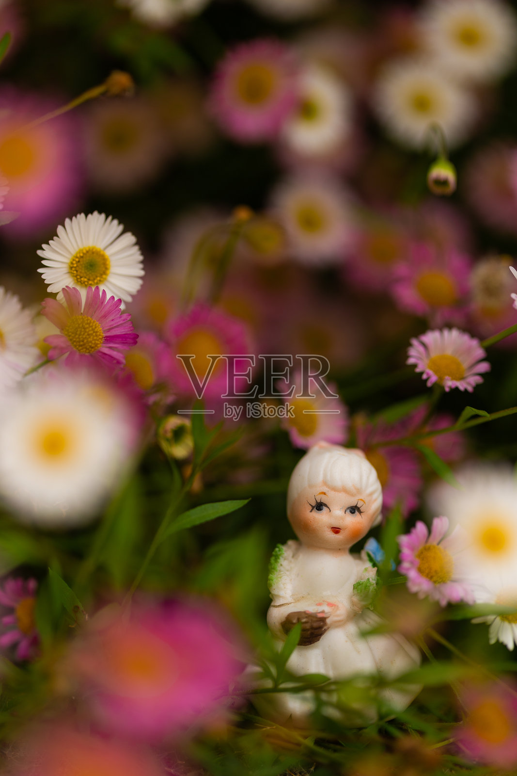 美丽的雏菊照片摄影图片