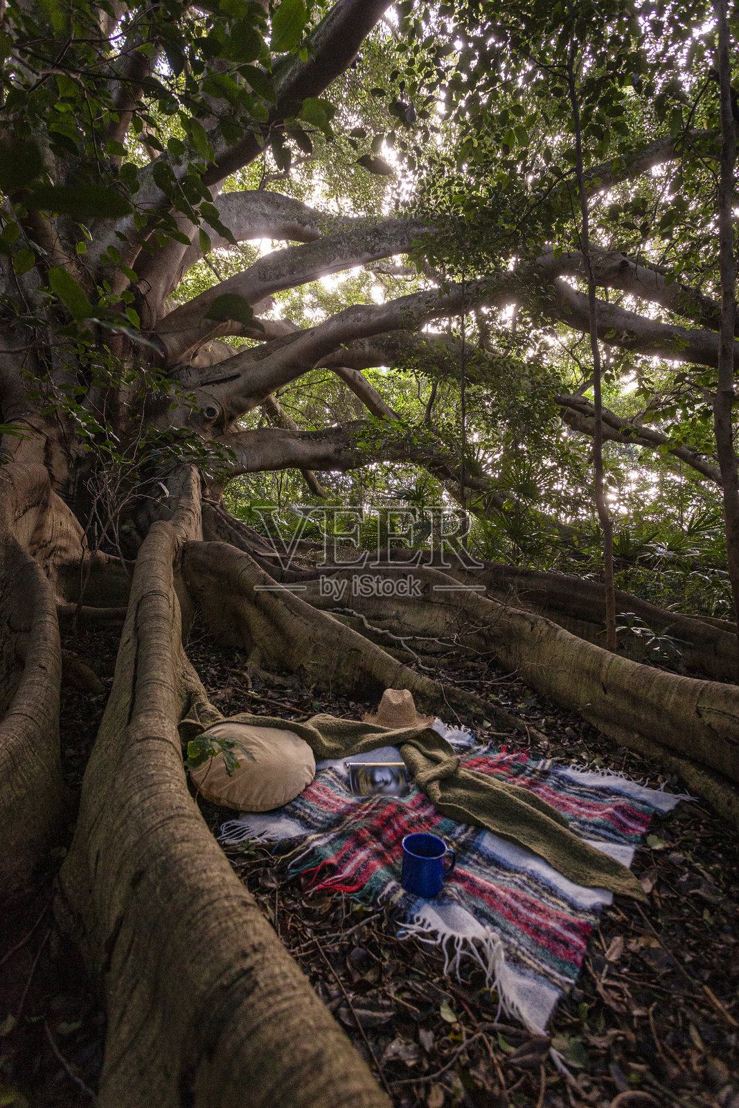 古老的无花果树照片摄影图片