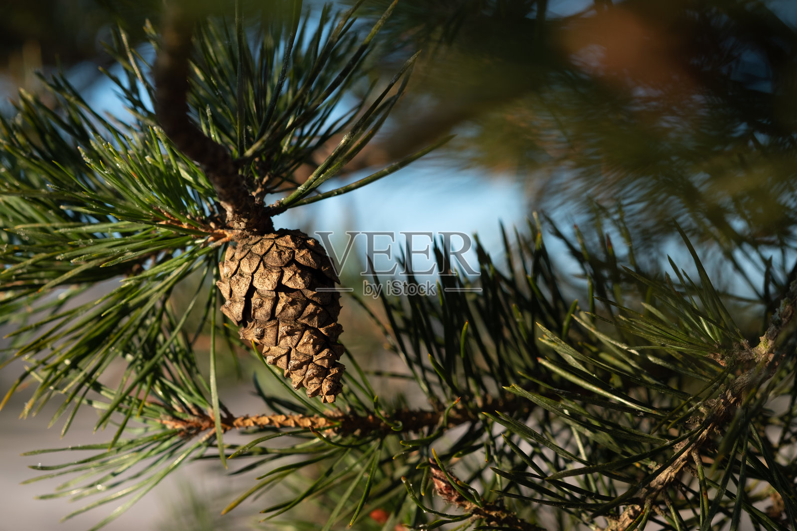 一颗松果悬挂在树枝上，展示了其鳞片的精致细节和周围的松针。照片摄影图片