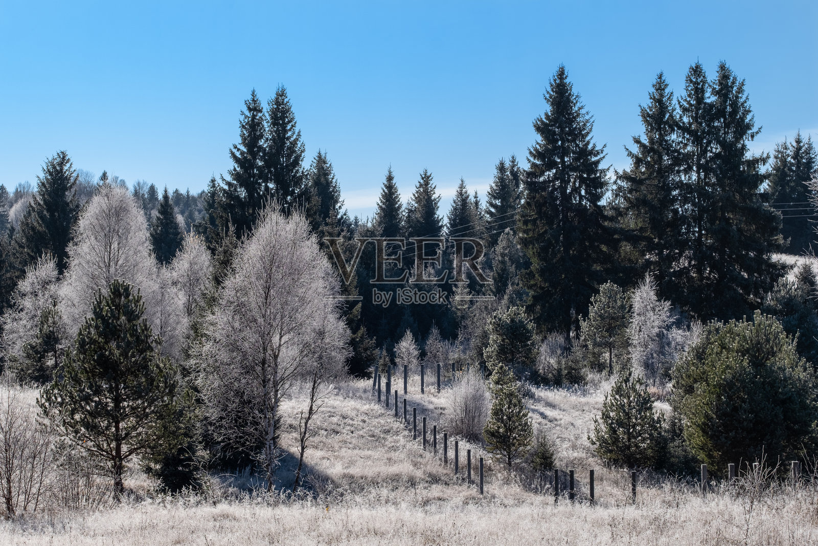 霜覆盖的树木和清晰冬日的围栏，阳光照亮了整个场景。照片摄影图片