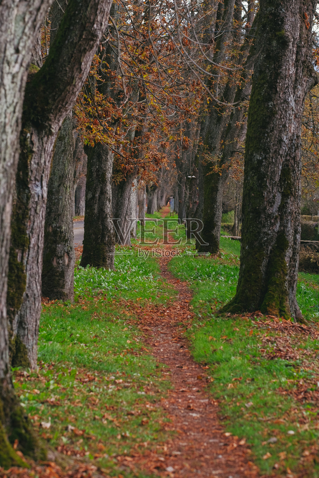 一条穿过生机勃勃的树木成荫大道的小径，郁郁葱葱的绿植和秋天的树叶形成了一个自然隧道。照片摄影图片