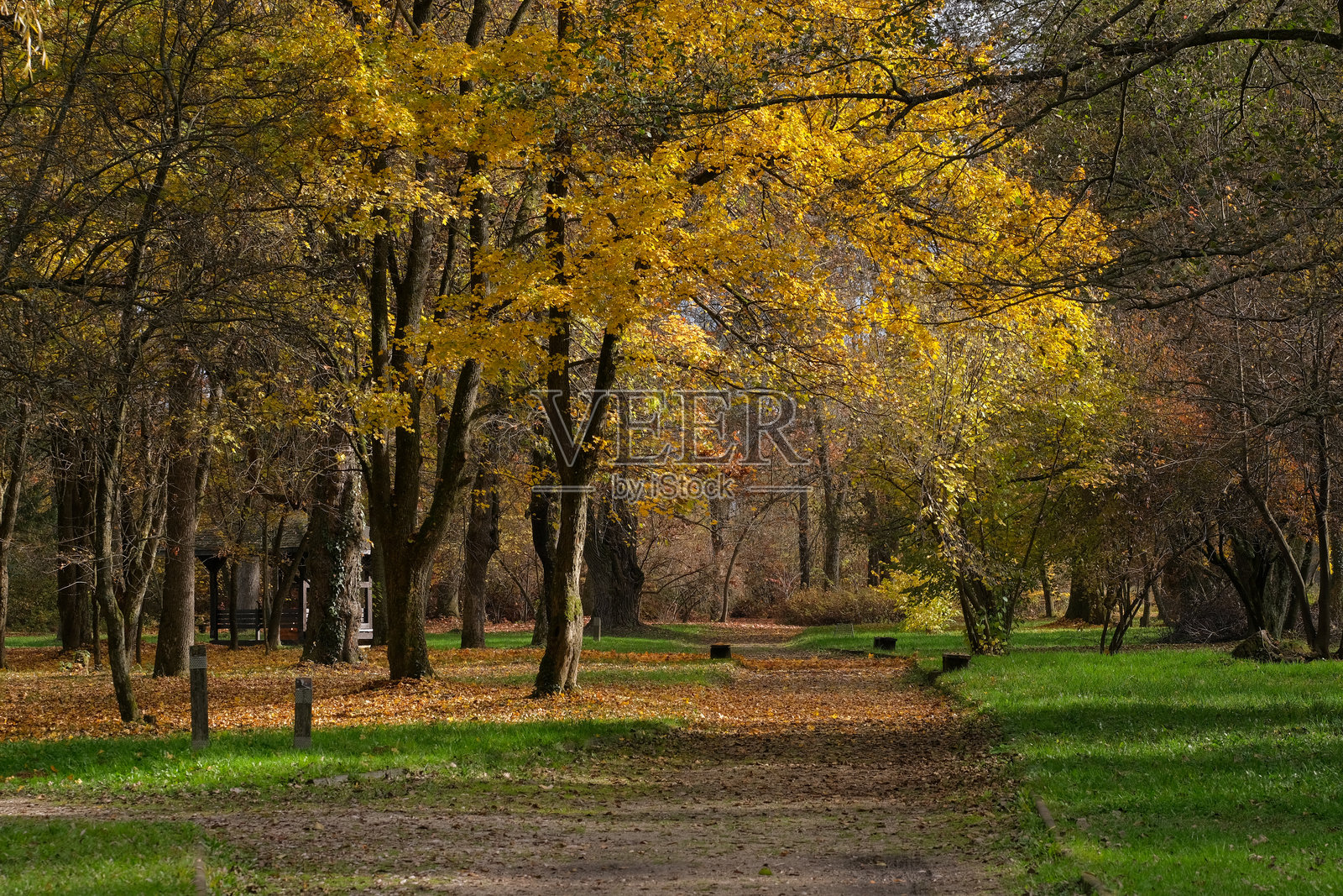 秋天的树木在公园的小径两旁，金色的叶子绚丽多彩，预示着季节的变化。照片摄影图片