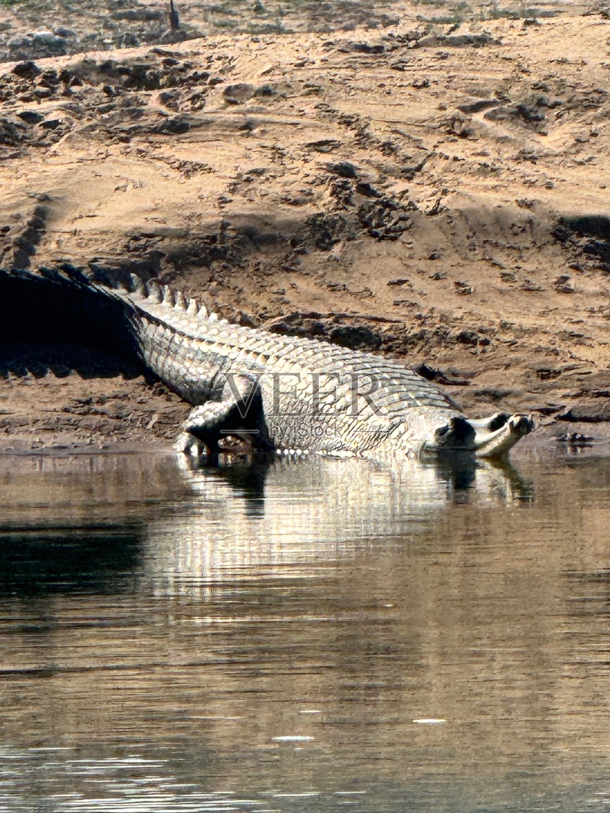 鳄鱼或印度鳄。照片摄影图片