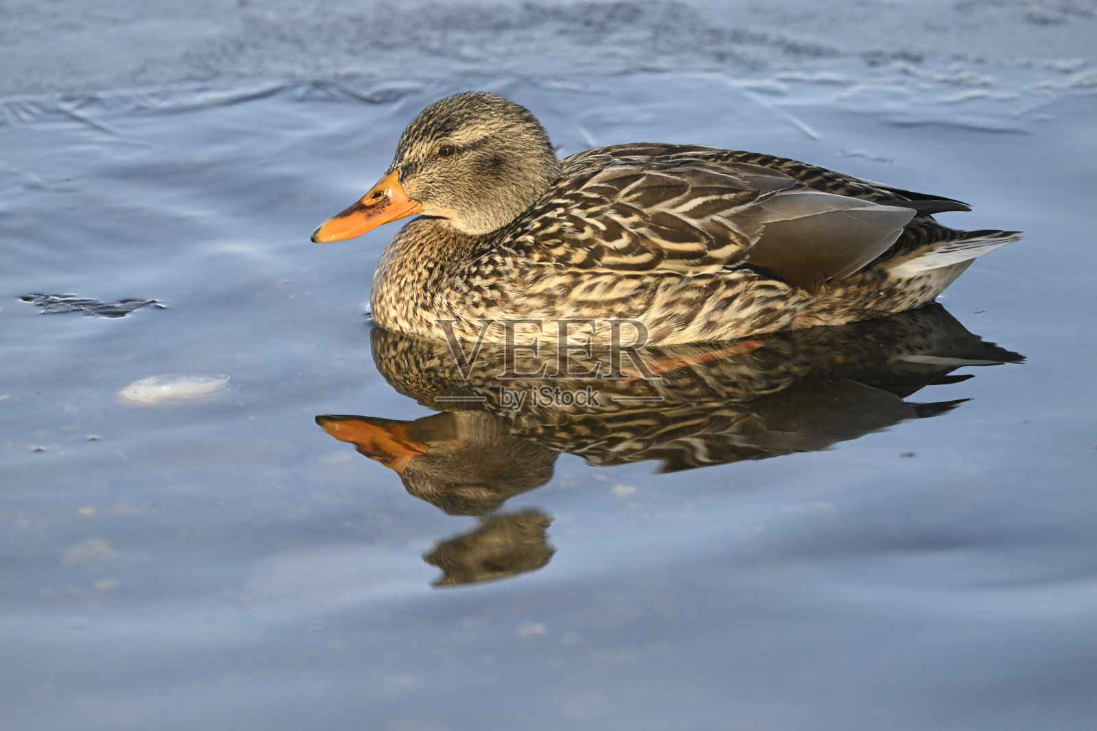 北海道钏路湖中的鸭子照片摄影图片