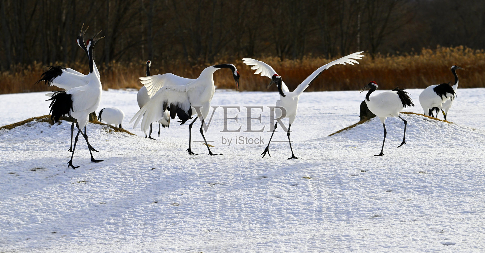 日本北海道钏路的丹顶鹤照片摄影图片