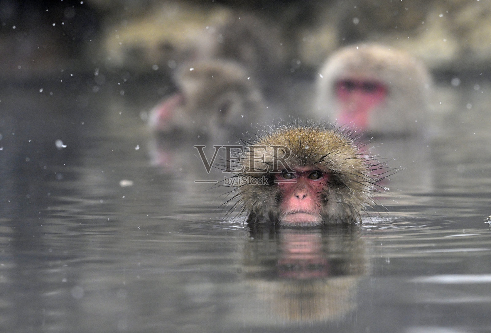 冬季在地狱谷猴子公园的雪猴照片摄影图片