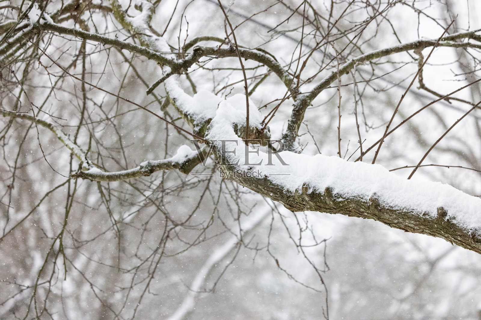 雪-covered树枝照片摄影图片