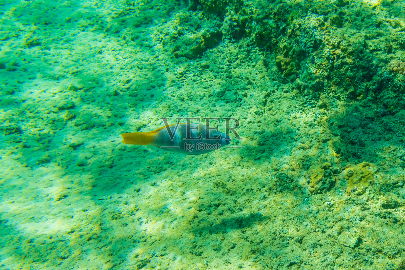 红海珊瑚礁中的鹦嘴鱼（scarus）照片摄影图片