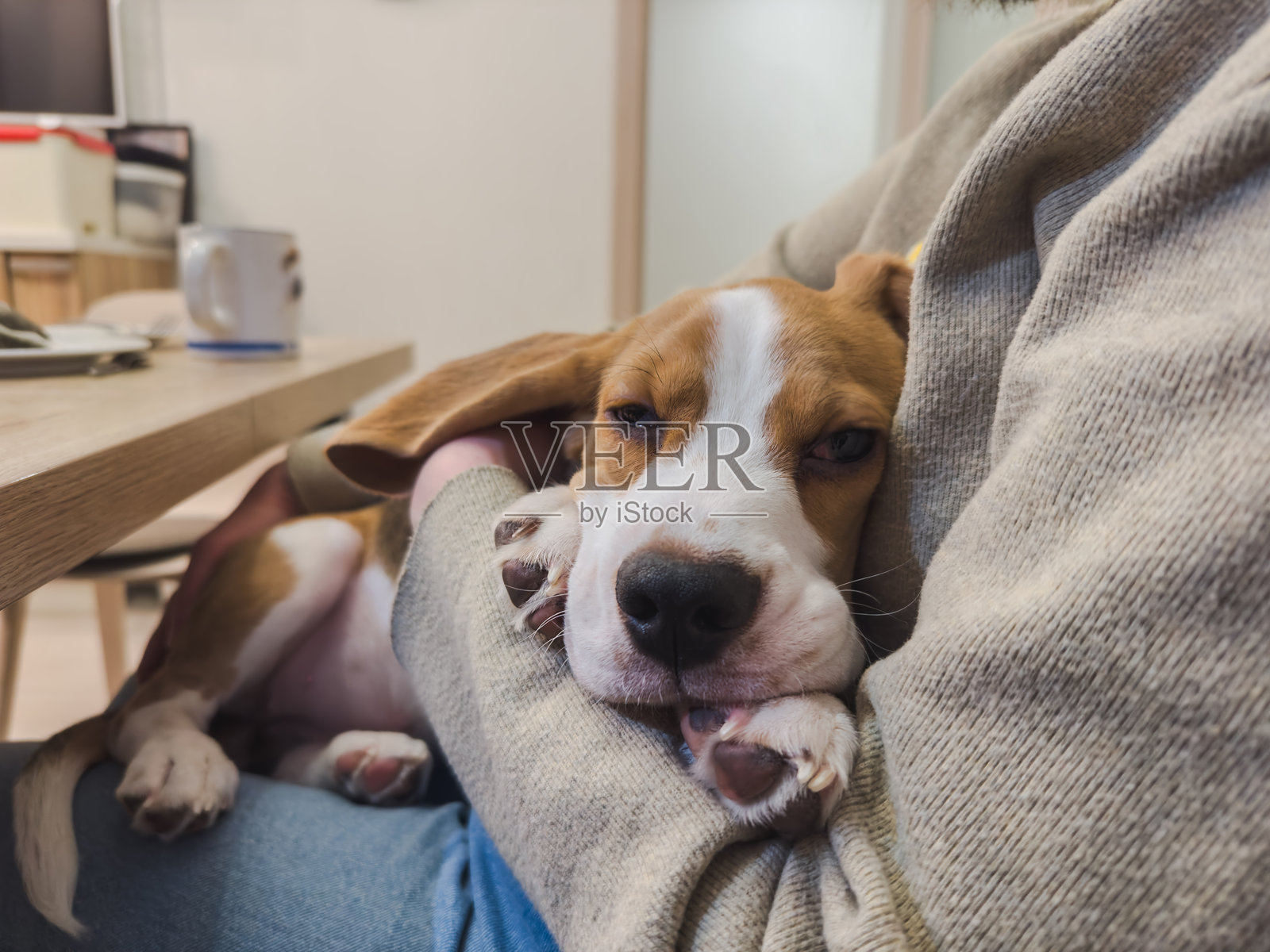 无法辨认的女性在室内抱着可爱的睡觉小猎犬。女主人抚摸着她的小宠物狗朋友。对宠物的爱、友谊、支持和陪伴。照片摄影图片