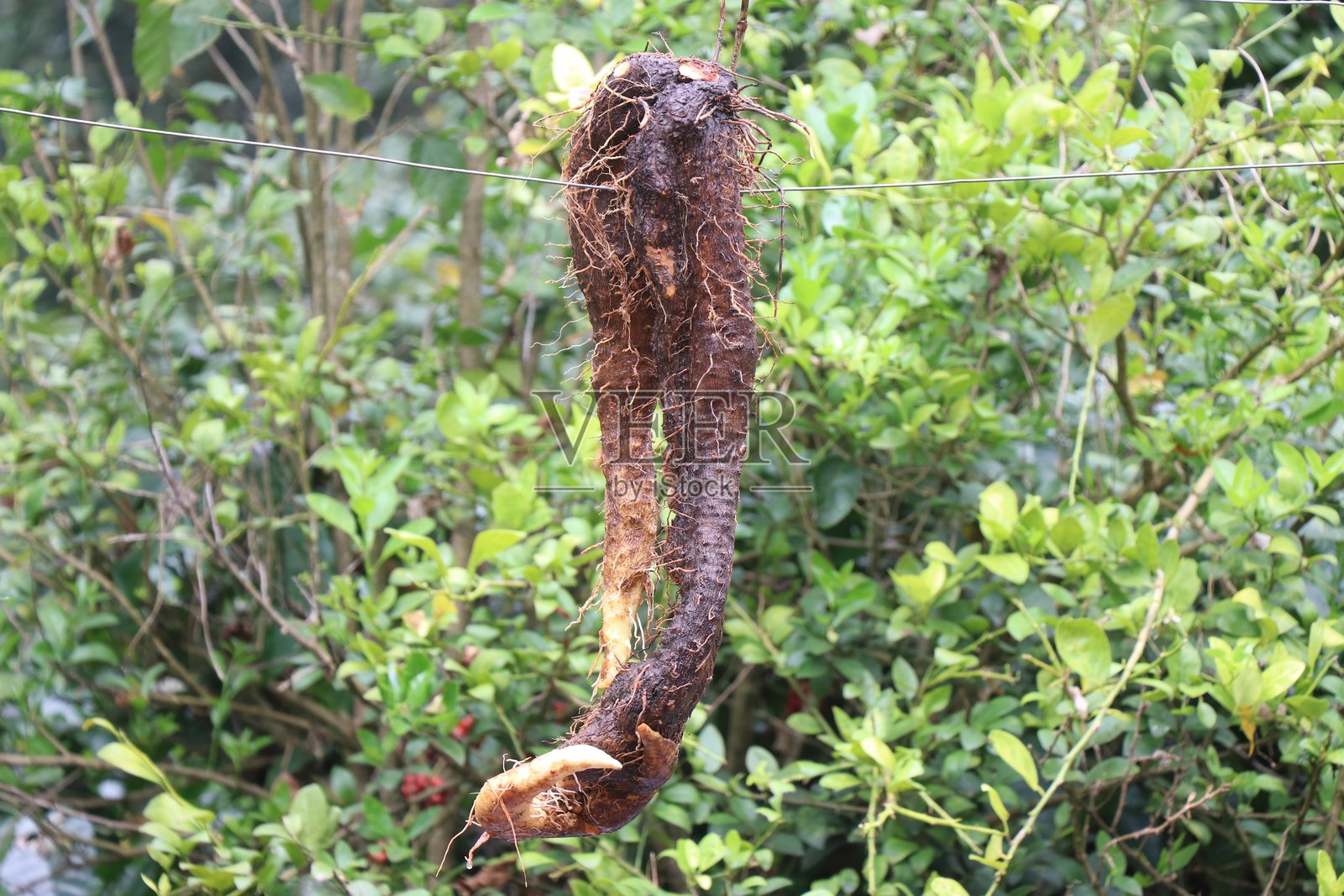 新鲜从土壤中采摘的可食用块根蔬菜，背景自然。未知的根茎，在乡村地区被食用。照片摄影图片