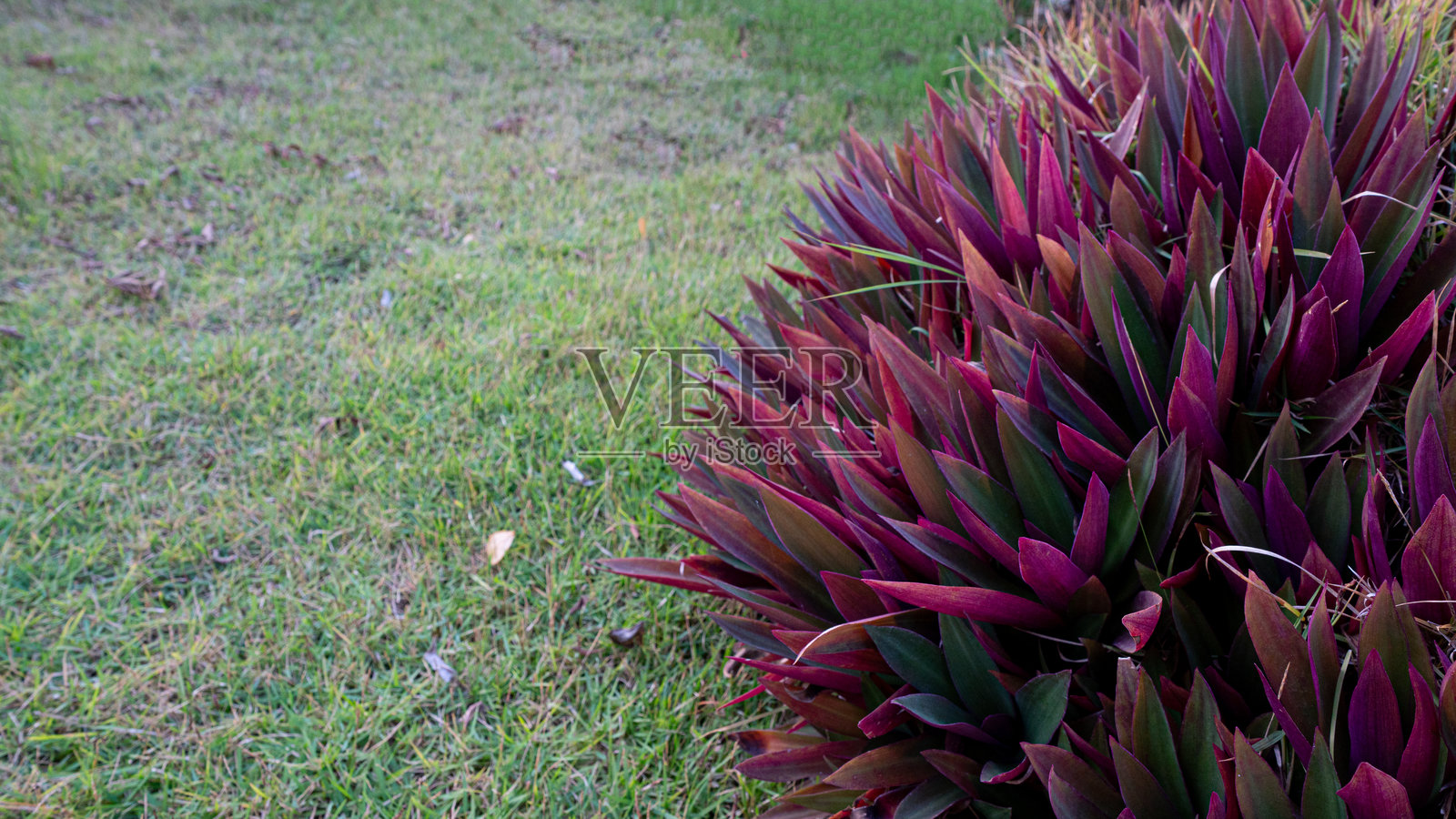 紫露草在一片绿草旁生长。照片摄影图片
