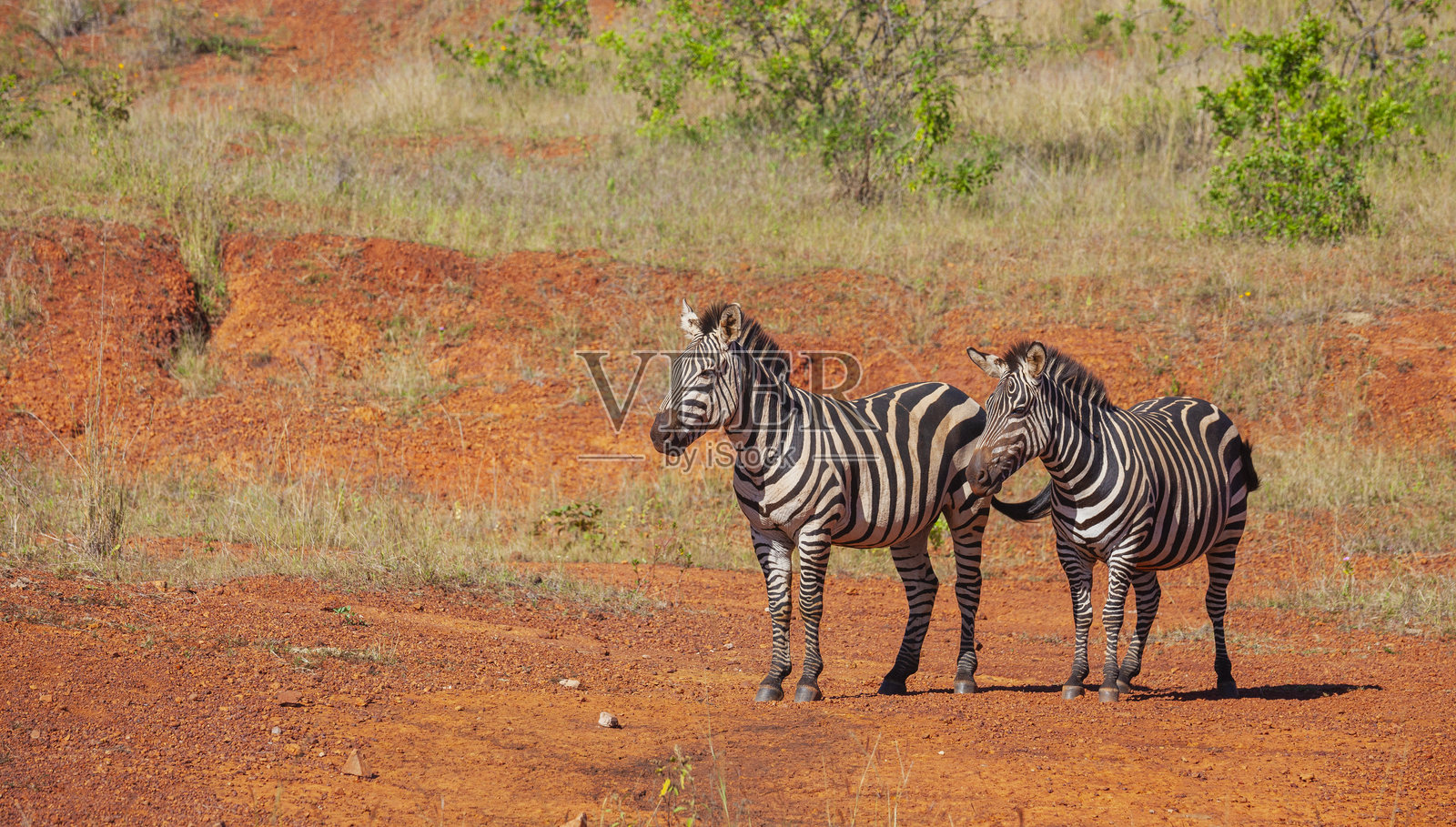 卢旺达阿卡盖拉公园的斑马照片摄影图片