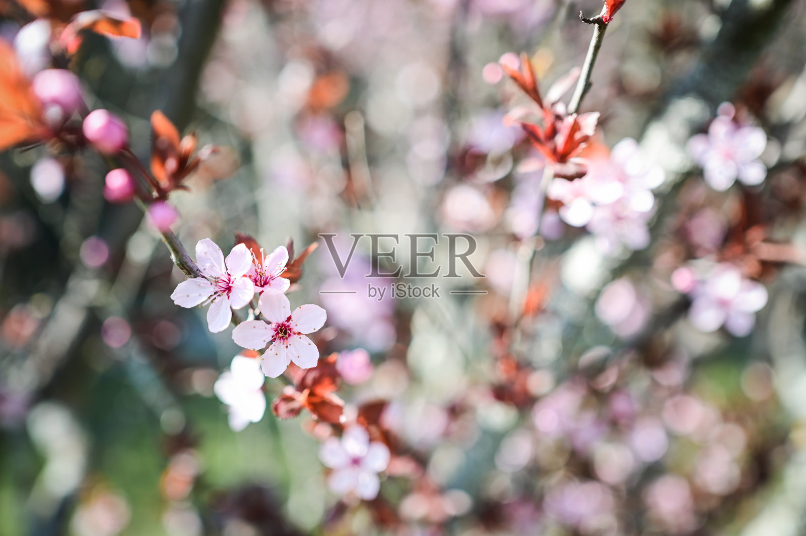 Defocused blooming background.照片摄影图片