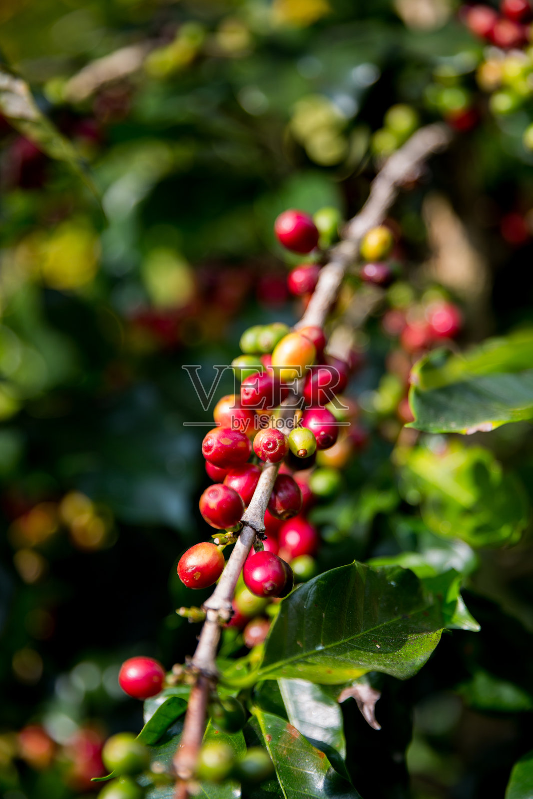 农民概念收获成熟的咖啡种子，罗布斯塔和阿拉比卡浆果特写，新鲜的绿叶，豆子采摘，橙色作物，红色和黄色浆果，生鲜植物，树木，智能农场，生长模糊背景，生态有机花园照片摄影图片