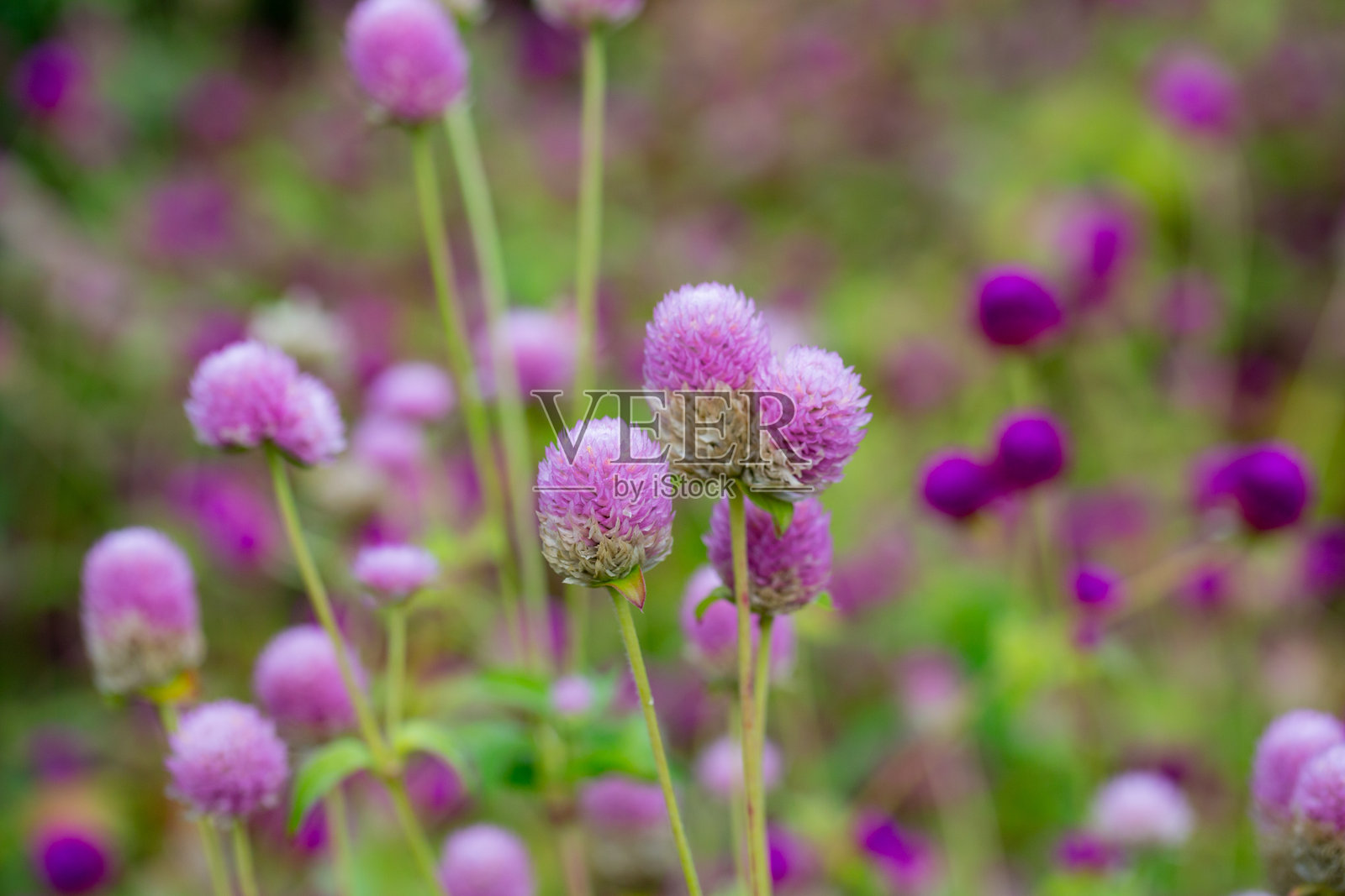 晨光中的球花特写在田野中盛开照片摄影图片