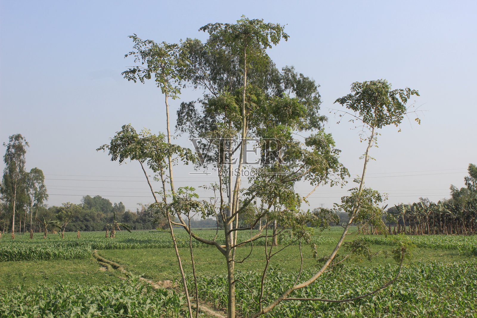 一幅带有蓝天的辣木树景观图照片摄影图片