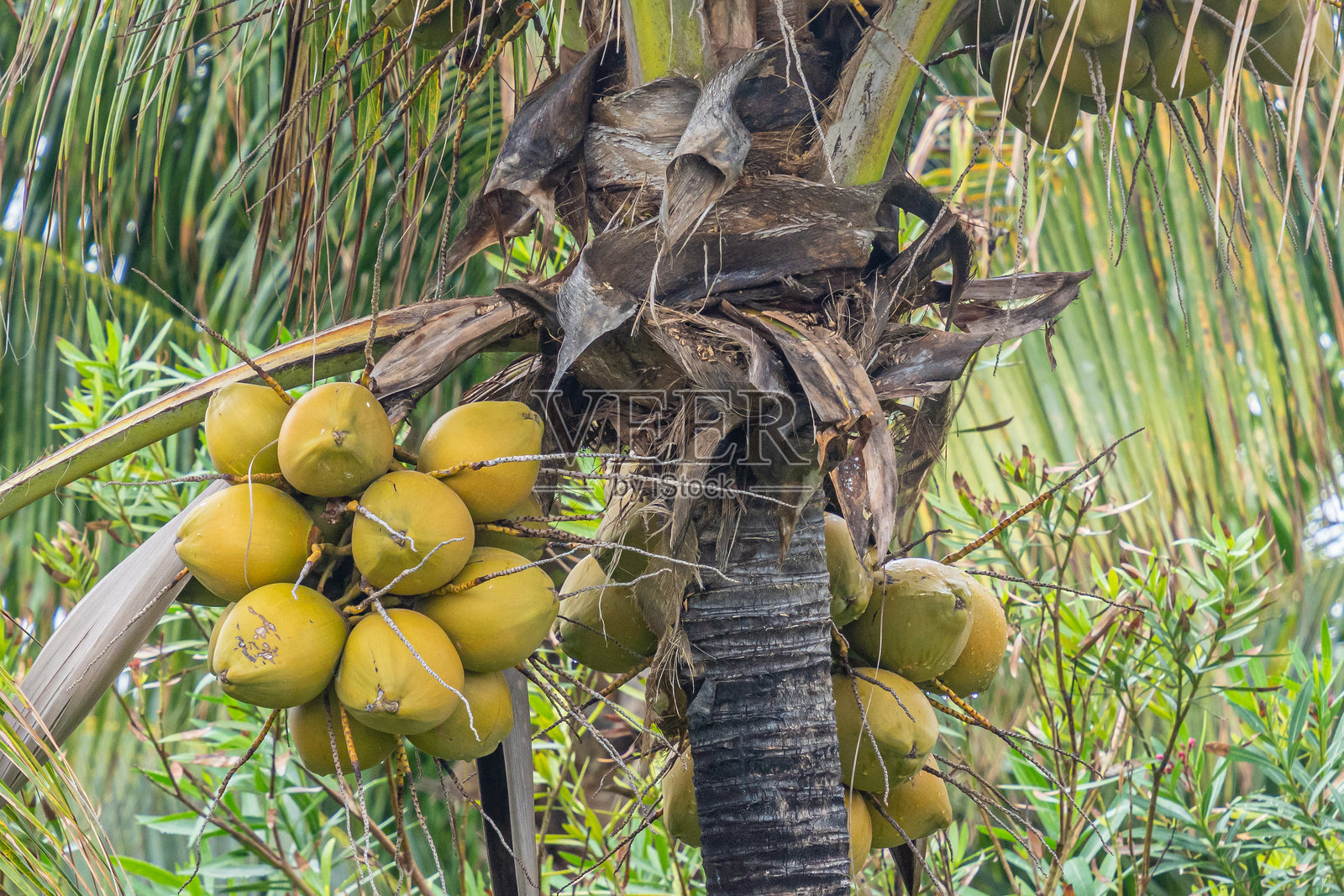 私人岛屿上的森林椰子树照片摄影图片