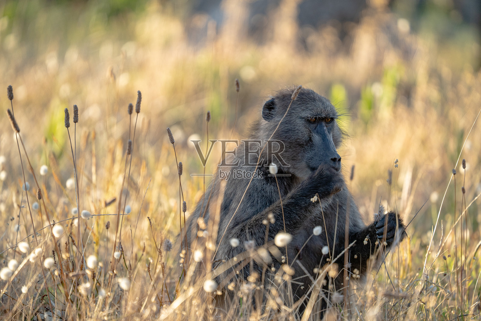 黄昏时分的查克马狒狒群 - 猴子们在南非开普敦的开普角附近玩耍。随着城市扩张，狒狒们常常与人类发生冲突。照片摄影图片