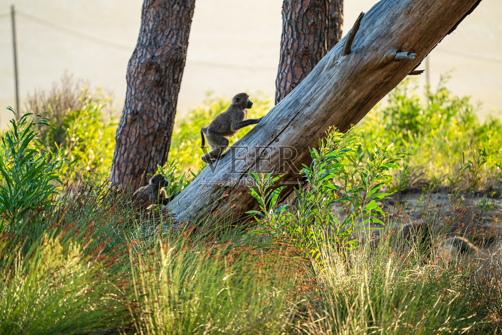 黄昏时分的查克马狒狒群 - 这些猴子在南非开普敦的开普角附近玩耍。随着城市区域的扩展，狒狒们常常与人类发生冲突。照片摄影图片
