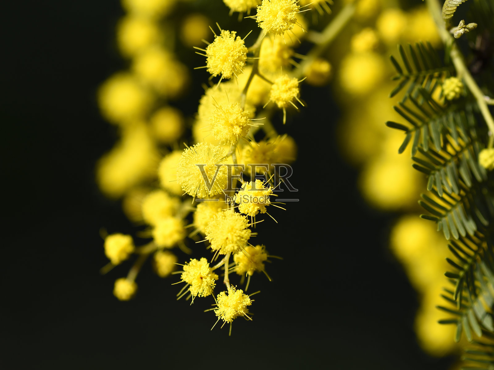 银合欢，国际妇女节照片摄影图片