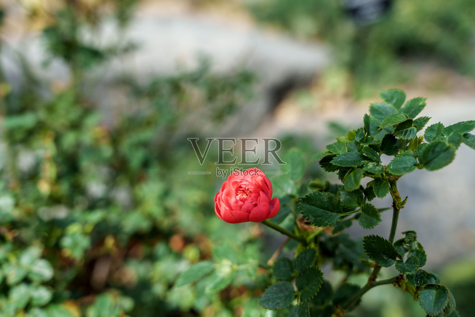 盛开的红玫瑰特写照片照片摄影图片