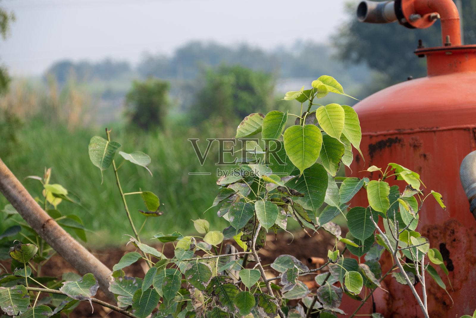 圣榕树的叶子特写，菩提树，菩提树，菩提树，菩提树。（无花果属 Ficus religiosa L.）照片摄影图片