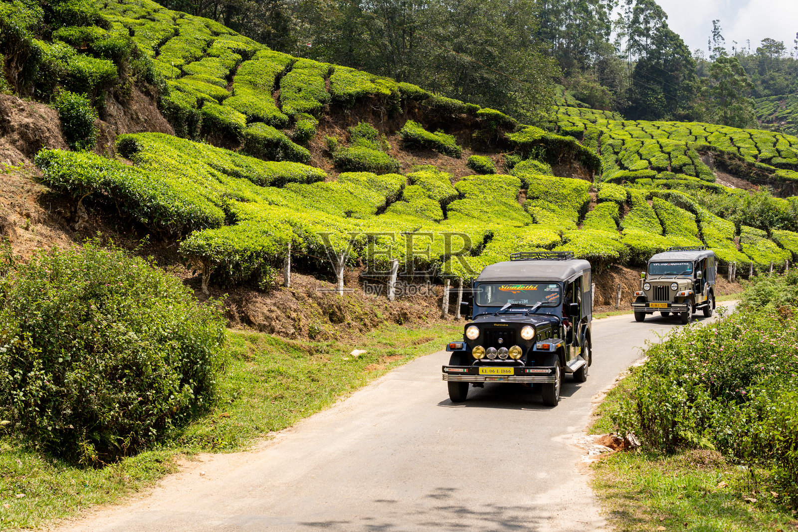越野吉普车在印度喀拉拉邦的茶园中进行探险之旅照片摄影图片
