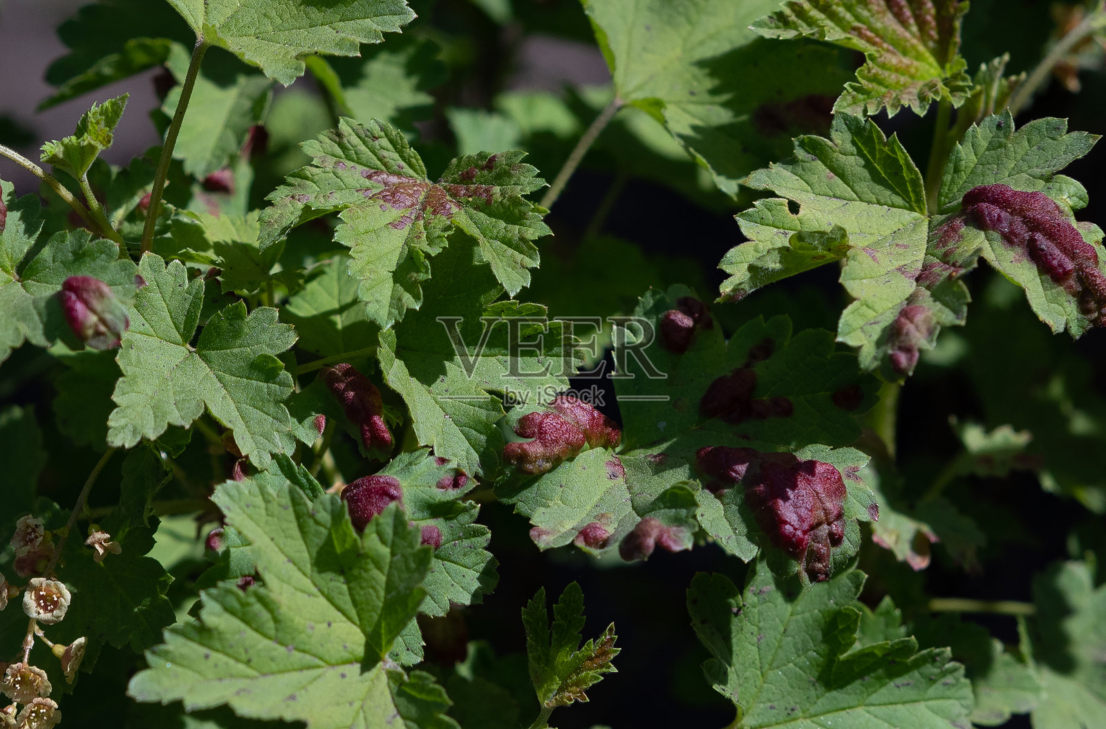 红醋栗灌木的叶子感染了害虫 - 法国蚜虫（Capitophorus ribis，蚜虫科）。蚜虫吸食植物的汁液，导致叶子变形，叶子上形成红褐色斑点。植物害虫照片摄影图片
