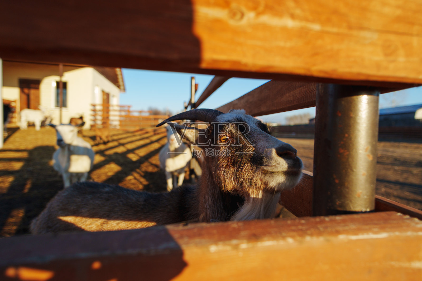 山羊在阳光下享受温暖，周围是乡村的环境和新鲜的稻草。照片摄影图片