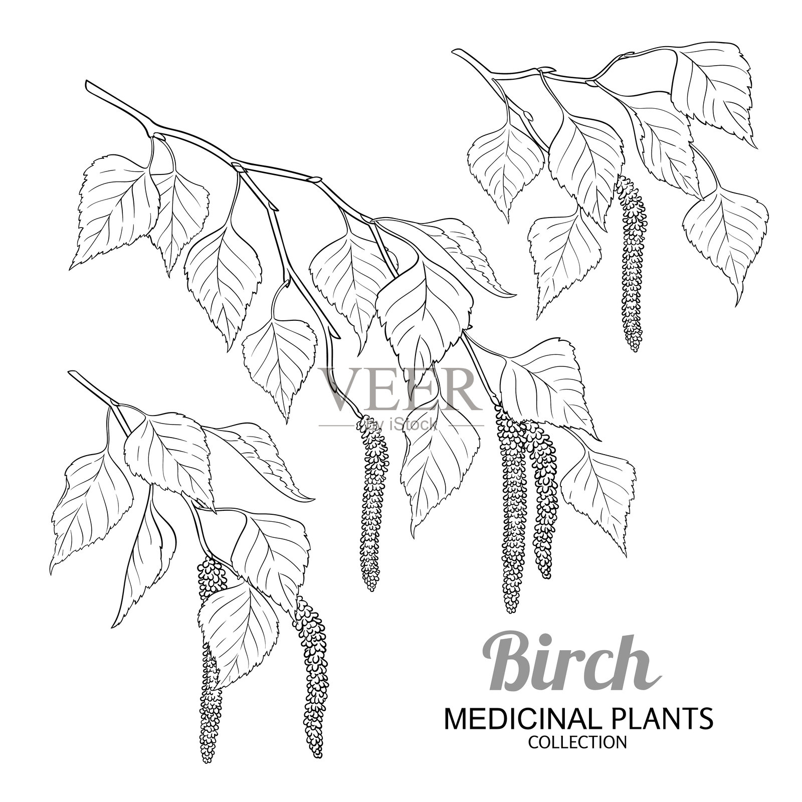 带花的桦树枝轮廓插图插画图片素材