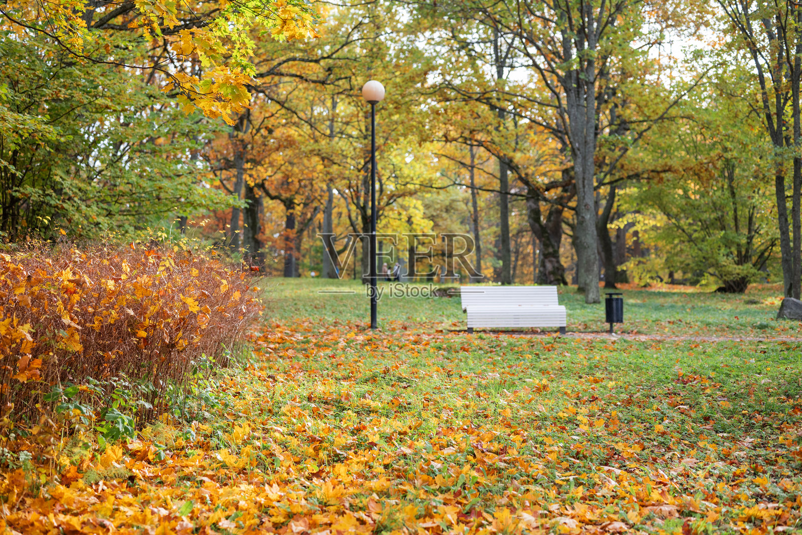秋天公园里美丽的自然景色，黄叶纷飞照片摄影图片