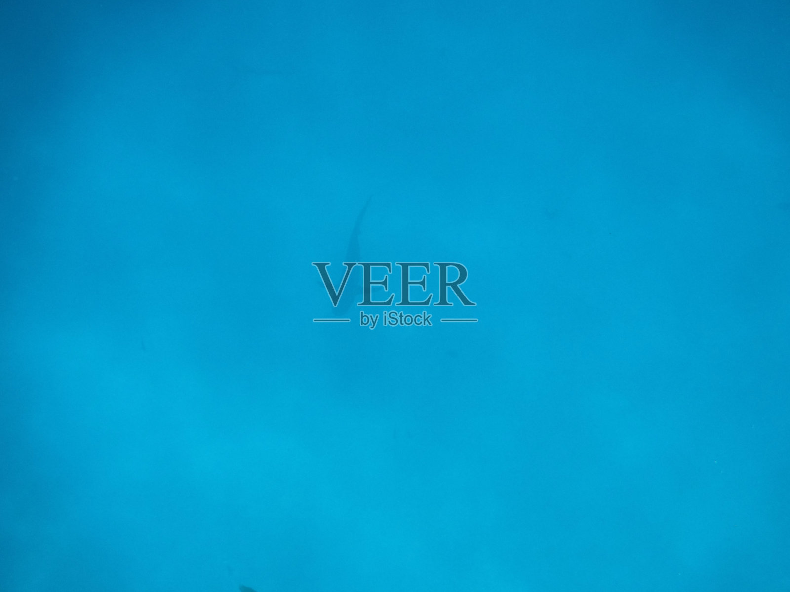 鲨鱼游泳照片摄影图片